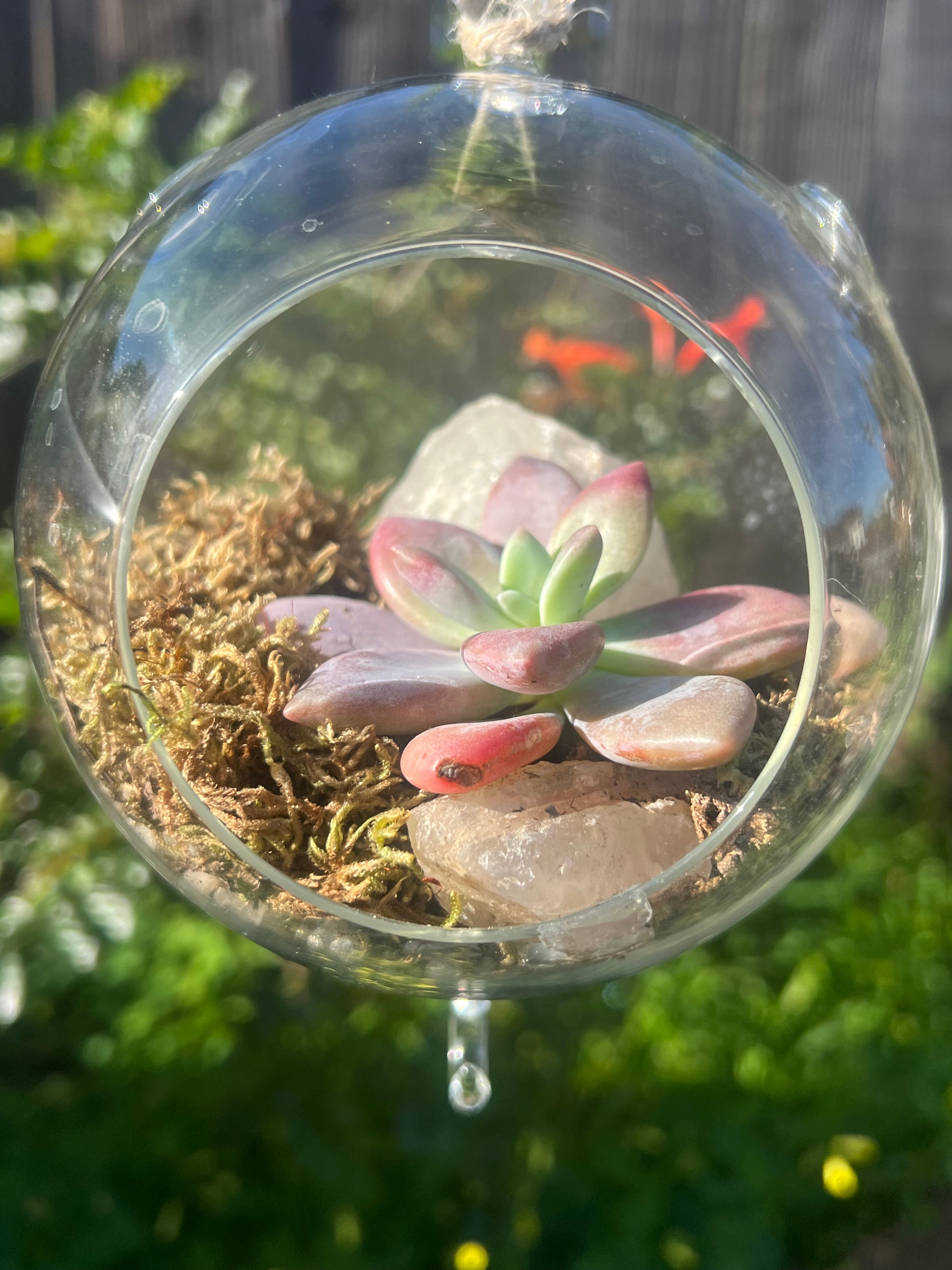 glass dome succulents Crystal Terrarium – Stonedog Artistry